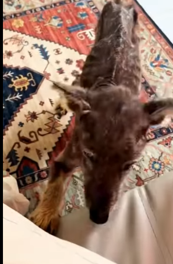 Encontramos esse cãozinho perambulando pelas ruas nessa situação (Parte 2)