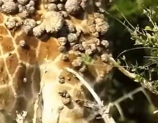 G0607003 Papilomatosis en Jirafa (Parte 2)