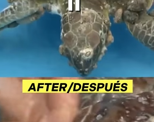 G0607005 Bañan Tortuga Marina con mini (Parte 2)