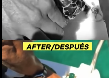 G0607007 Tortuga de Mar con un Sombrero Peculiar (PERCEBE) (Parte 2)