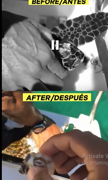 G0607007 Tortuga de Mar con un Sombrero Peculiar (PERCEBE) (Parte 2)