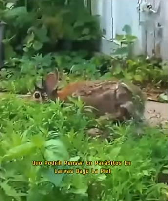 G0607002 Qué le pasa este Conejo (Parte 2)