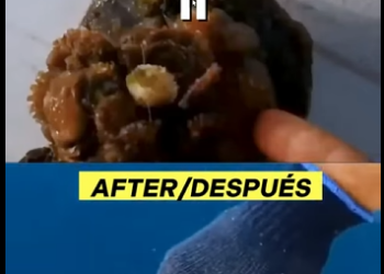 G0607011 TORTUGA MARINA con (Parte 2)