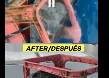 G0607010 TORTUGA MARINA en Caja Plástica de COCA COLA (Parte 2)