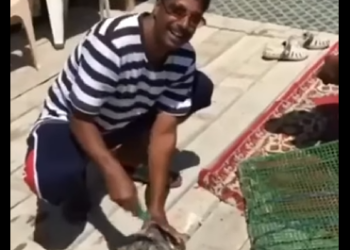 G0607012 Hombres Salvan TORTUGA MARINA (Parte 2)