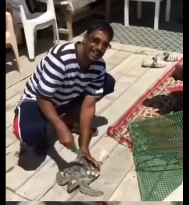 G0607012 Hombres Salvan TORTUGA MARINA (Parte 2)