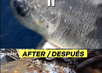 G0607008 Tres Pescadores Ayudan TORTUGA MARINA (Parte 2)