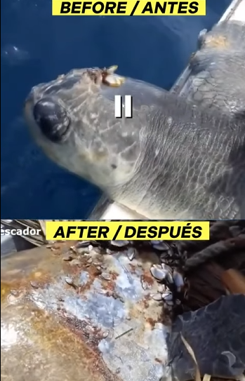 G0607008 Tres Pescadores Ayudan TORTUGA MARINA (Parte 2)