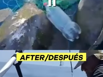 G0607009 TORTUGA Afectada por la CONTAMINACIÓN por Plástico (Parte 2)