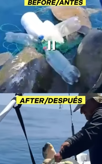 G0607009 TORTUGA Afectada por la CONTAMINACIÓN por Plástico (Parte 2)