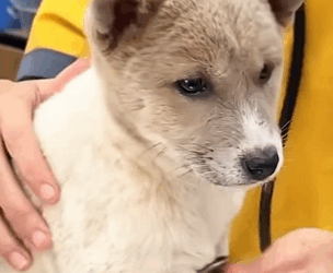 Cãozinho foi encontrado nas ruas com problema foi resgatado (Parte 2)