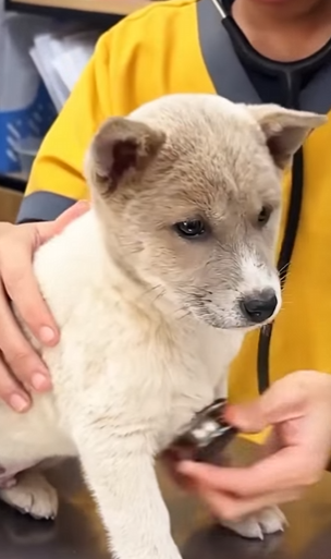 Cãozinho foi encontrado nas ruas com problema foi resgatado (Parte 2)