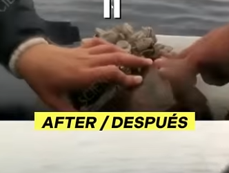 G0607006 Biólogos Quitan peluca de Percebes Tortuga Marina (Parte 2)