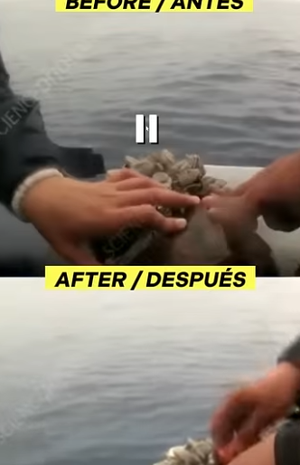 G0607006 Biólogos Quitan peluca de Percebes Tortuga Marina (Parte 2)