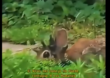 G0607004 Así se ve el Virus Shope (Parte 2)