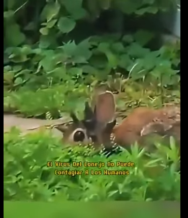 G0607004 Así se ve el Virus Shope (Parte 2)