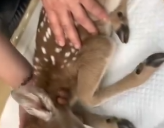 R6712006 Rescate de ciervos (Parte 2)