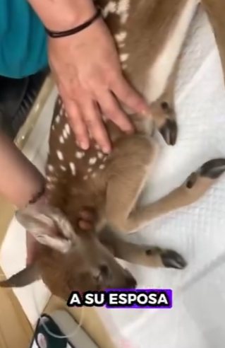 R6712006 Rescate de ciervos (Parte 2)