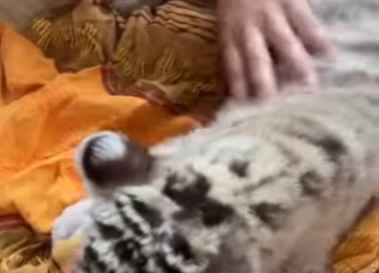 R6712010 Rescatar los tigres blancos (Parte 2)