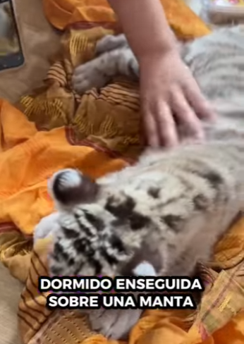 R6712010 Rescatar los tigres blancos (Parte 2)