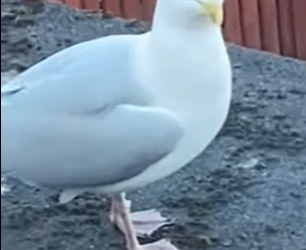 R6712003 Gaviotas de rescate (Parte 2)