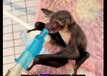 R6712009 Murciélagos de rescate Parte 2)