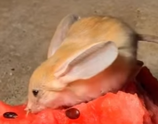 R6712011 jerbos de rescate (Parte 2)