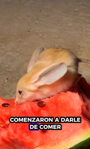 R6712011 jerbos de rescate (Parte 2)