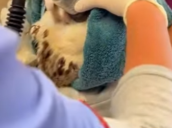 R6712008 Rescate de águilas reales (Parte 2)