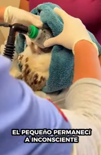 R6712008 Rescate de águilas reales (Parte 2)