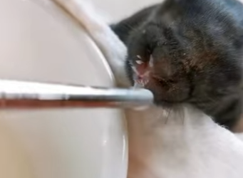 R6712005 Conejo rescatado (Parte 2)