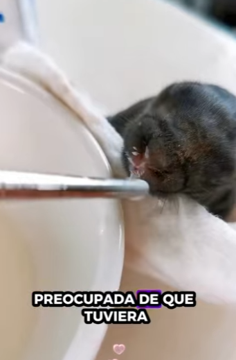 R6712005 Conejo rescatado (Parte 2)