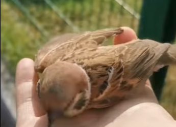 R6712012 Gorriones de rescate (Parte 2)