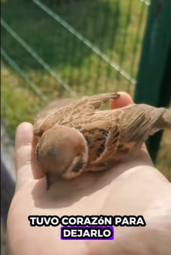 R6712012 Gorriones de rescate (Parte 2)