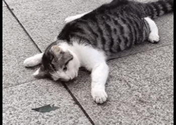 kitten ran across street was unfortunately hit (Part 2)