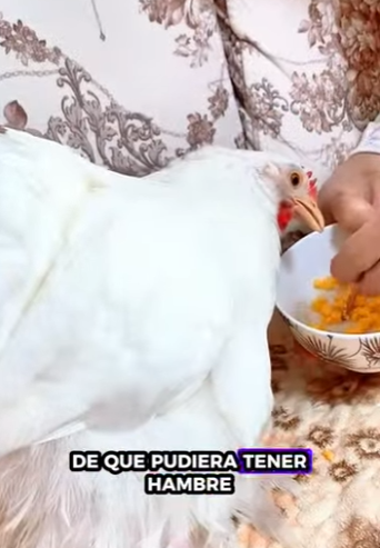 R6712002 Pollo rescatado (Parte 2)