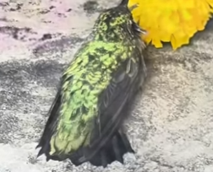 R6712001 Colibríes de rescate (Parte 2)