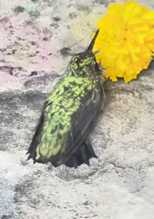 R6712001 Colibríes de rescate (Parte 2)