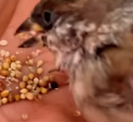 R6712007 Gorriones de rescate (Parte 2)