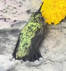 R6712001 Colibríes de rescate (Parte 2)