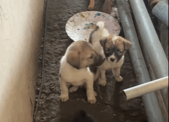 From abandoned to protected. (Part 2)