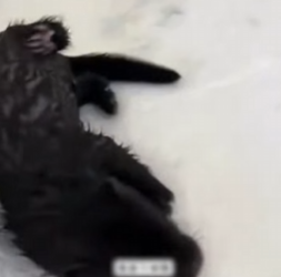 R6712004 Sable de rescate (Parte 2)