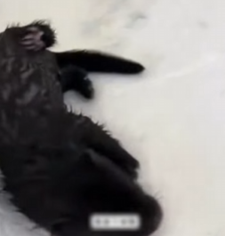 R6712004 Sable de rescate (Parte 2)