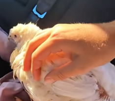 R6712002 Pollo rescatado (Parte 2)