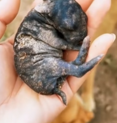 R6712005 Conejo rescatado (Parte 2)