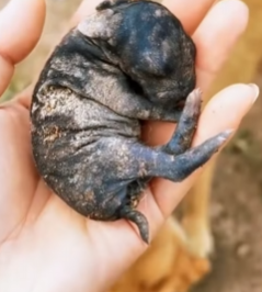 R6712005 Conejo rescatado (Parte 2)