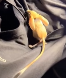 R6712011 jerbos de rescate (Parte 2)