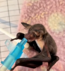 R6712009 Murciélagos de rescate Parte 2)