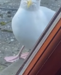 R6712003 Gaviotas de rescate (Parte 2)