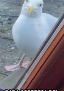 R6712003 Gaviotas de rescate (Parte 2)